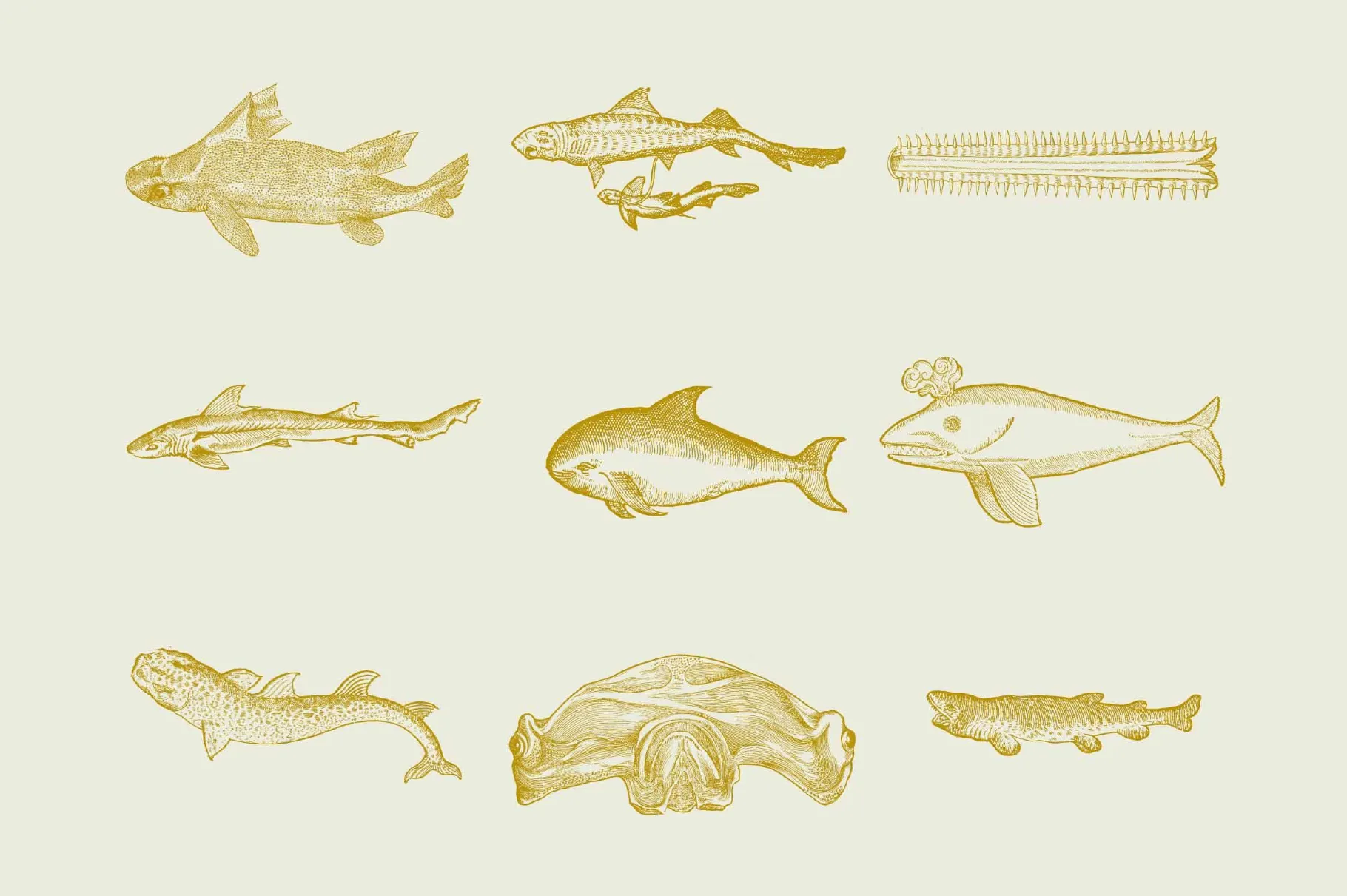 Whales & Sharks Illustrations