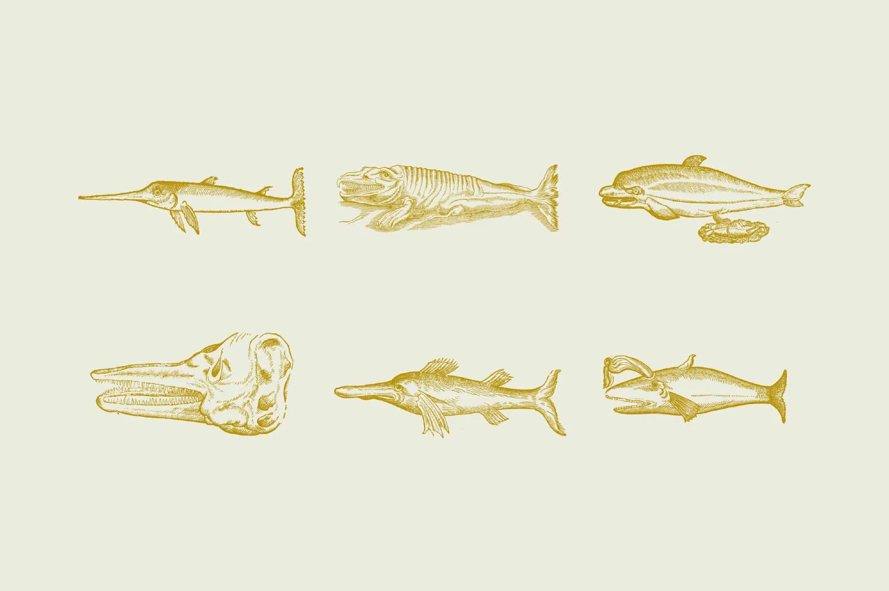 Whales & Sharks Illustrations
