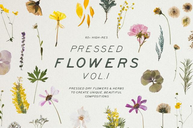 Pressed Dry Flowers & Herbs