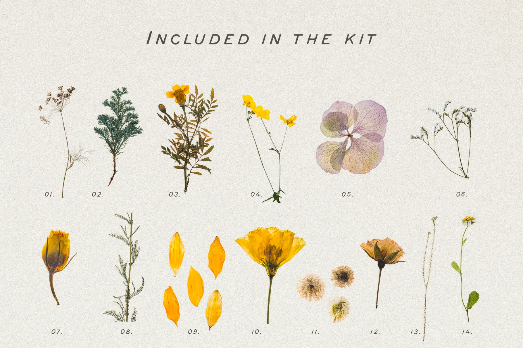 Pressed Dry Flowers & Herbs