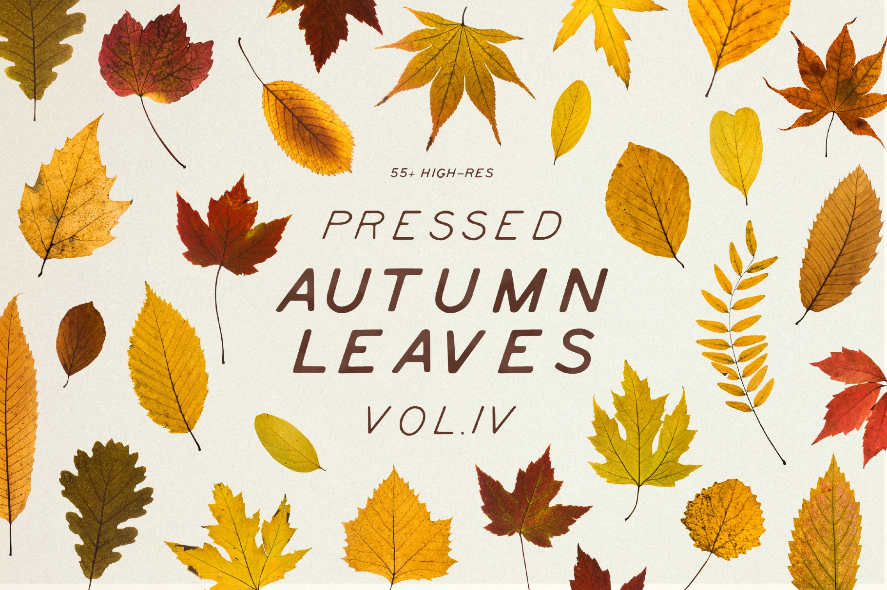 Dried Autumn Leaves Clipart