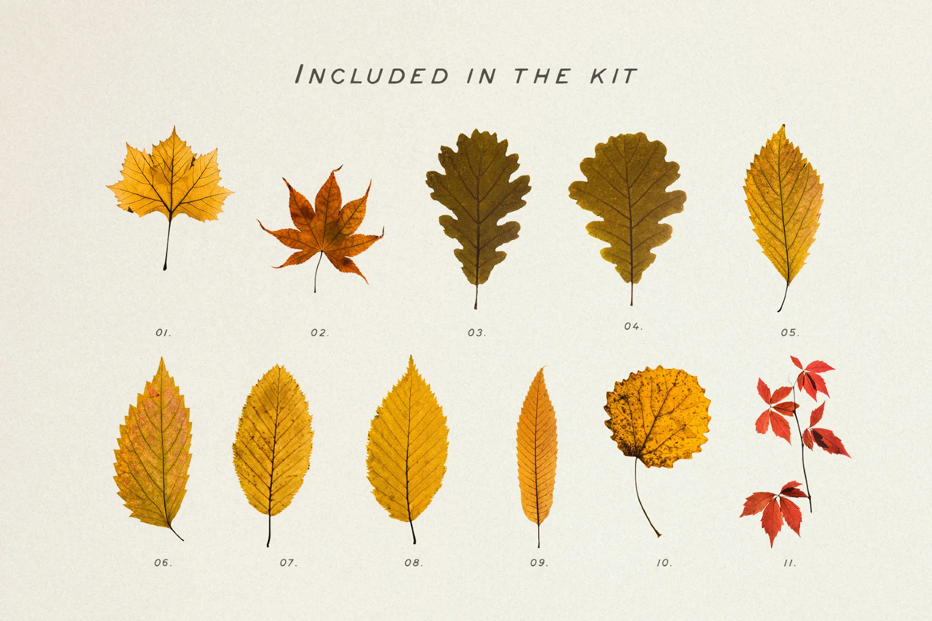 Dried Autumn Leaves Clipart
