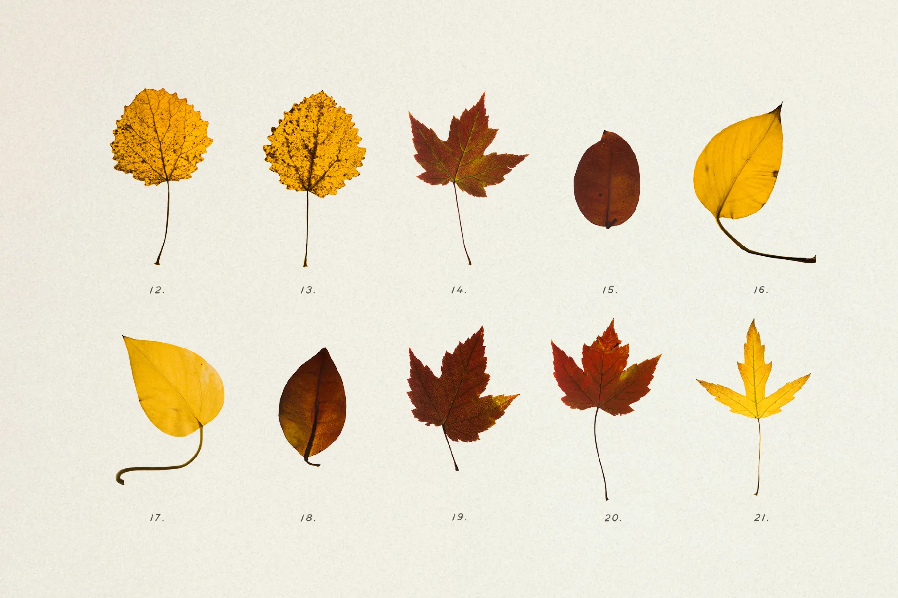 Dried Autumn Leaves Clipart