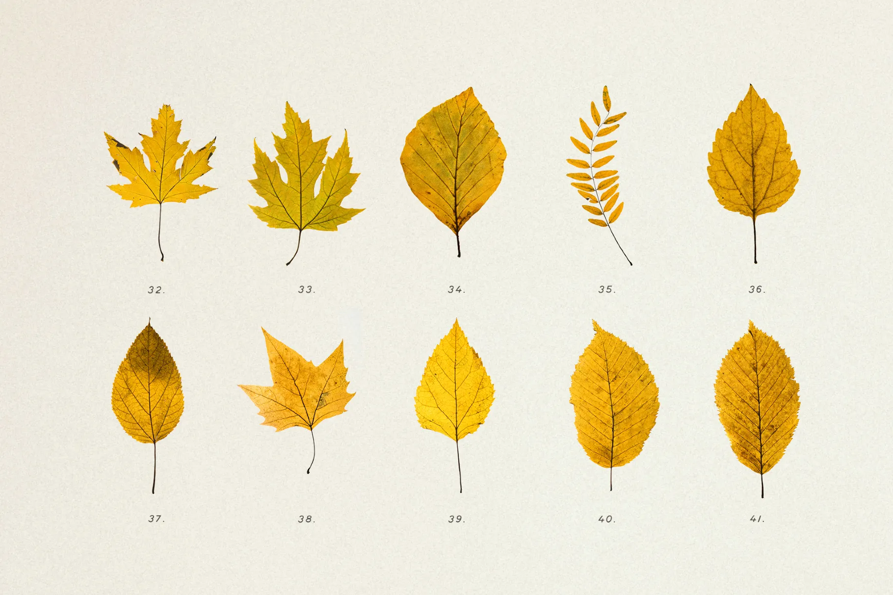 Dried Autumn Leaves Clipart