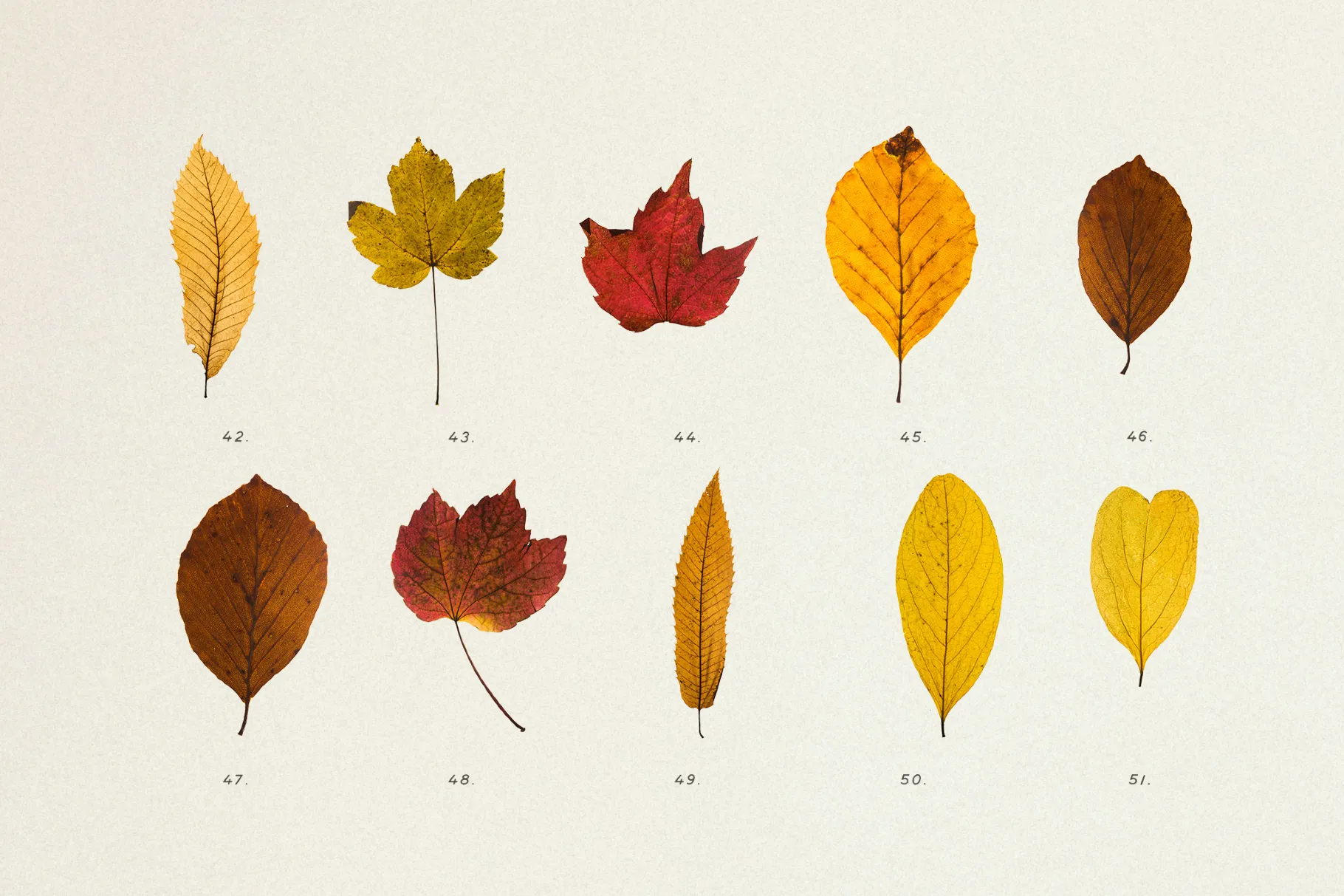 Dried Autumn Leaves Clipart
