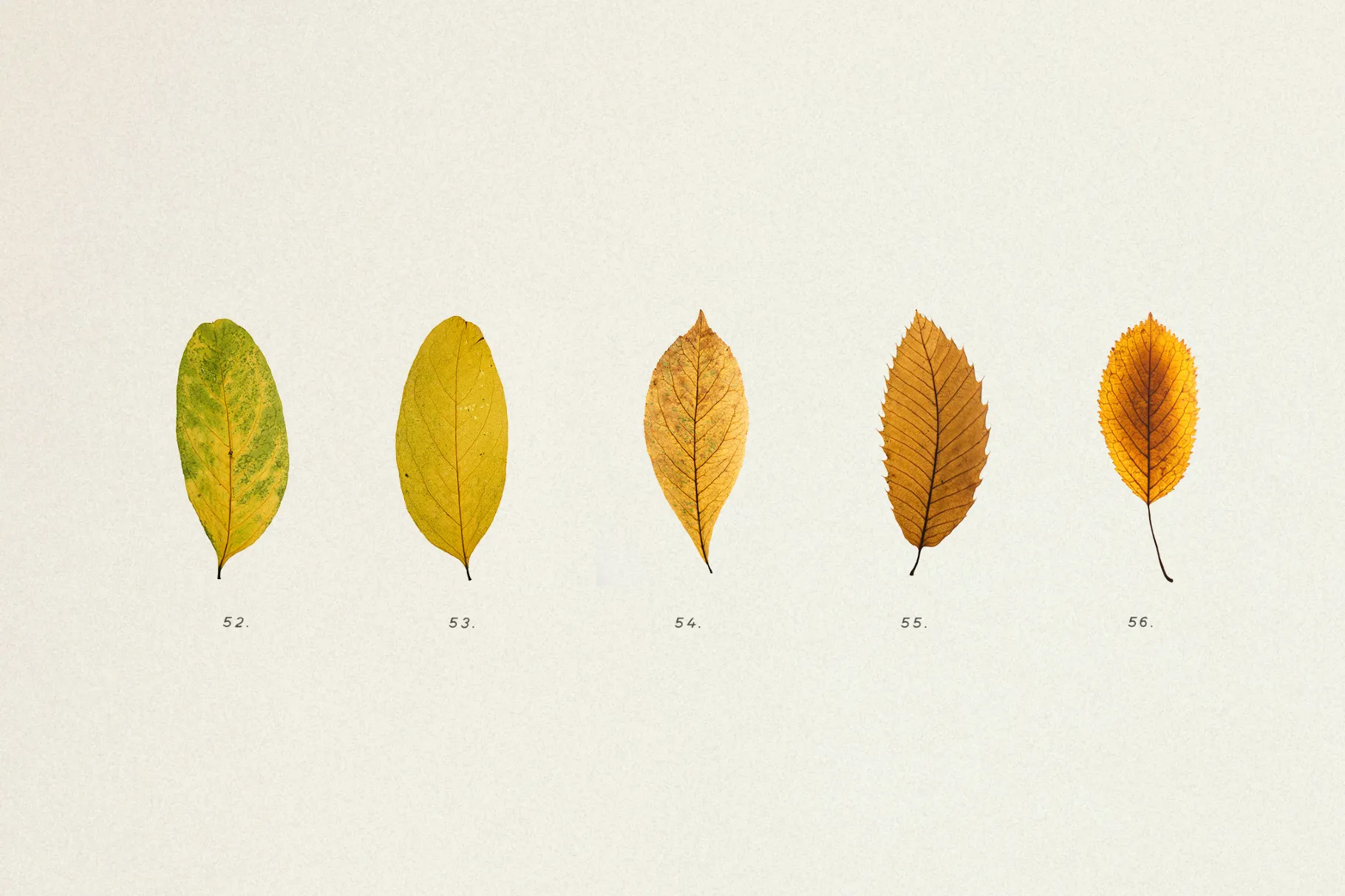 Dried Autumn Leaves Clipart