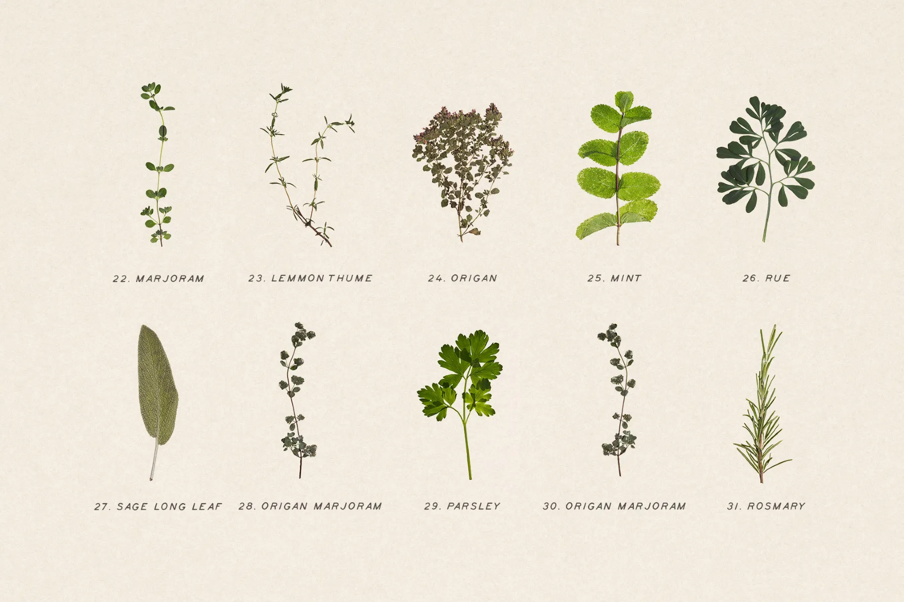 Dried Green Leaves Clipart