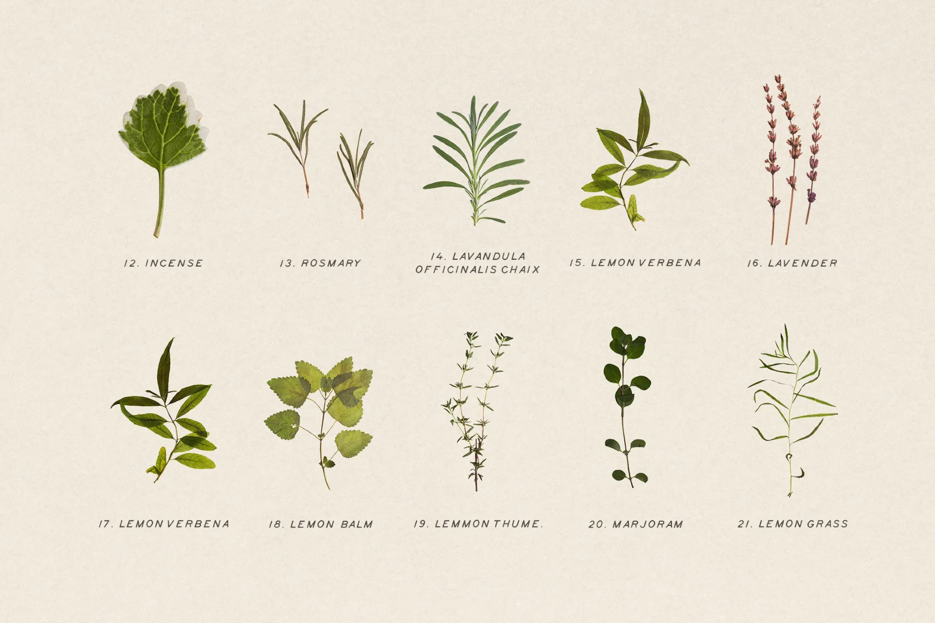 Dried Green Leaves Clipart
