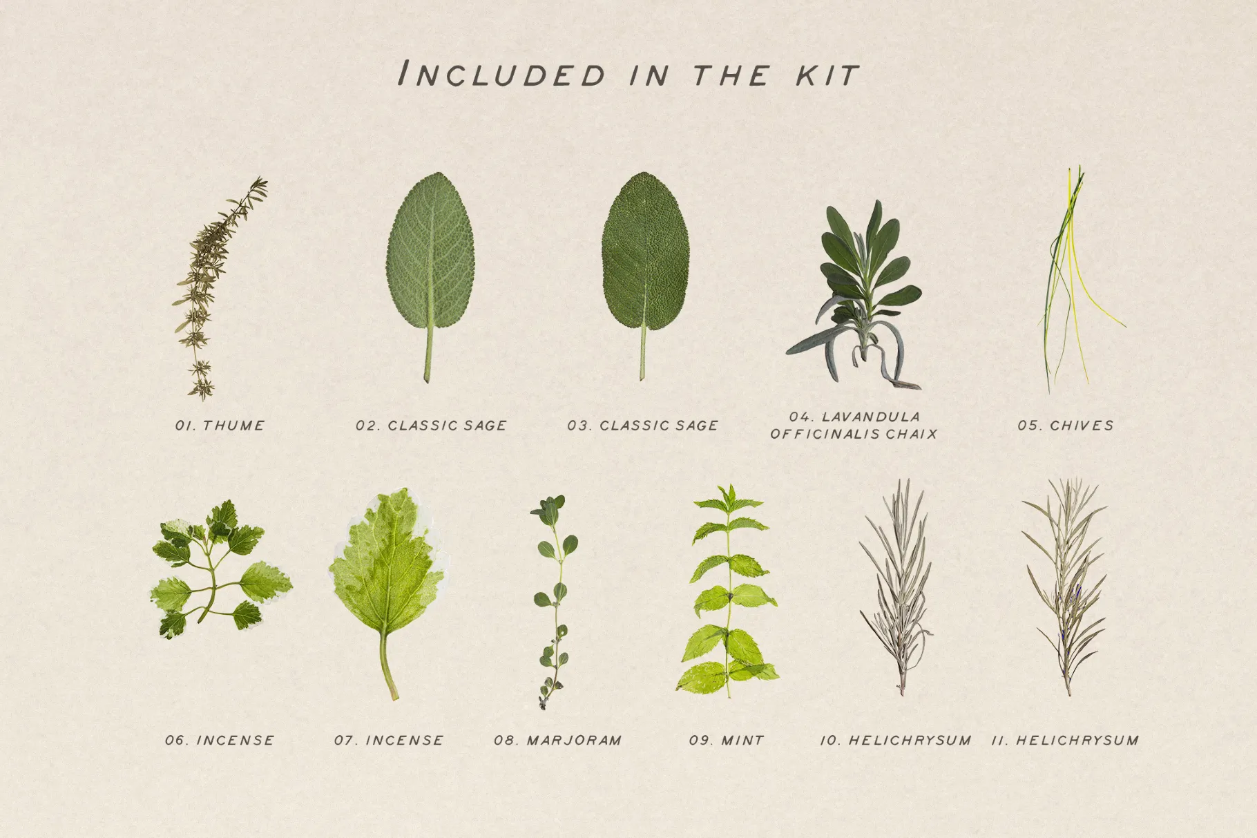 Dried Green Leaves Clipart