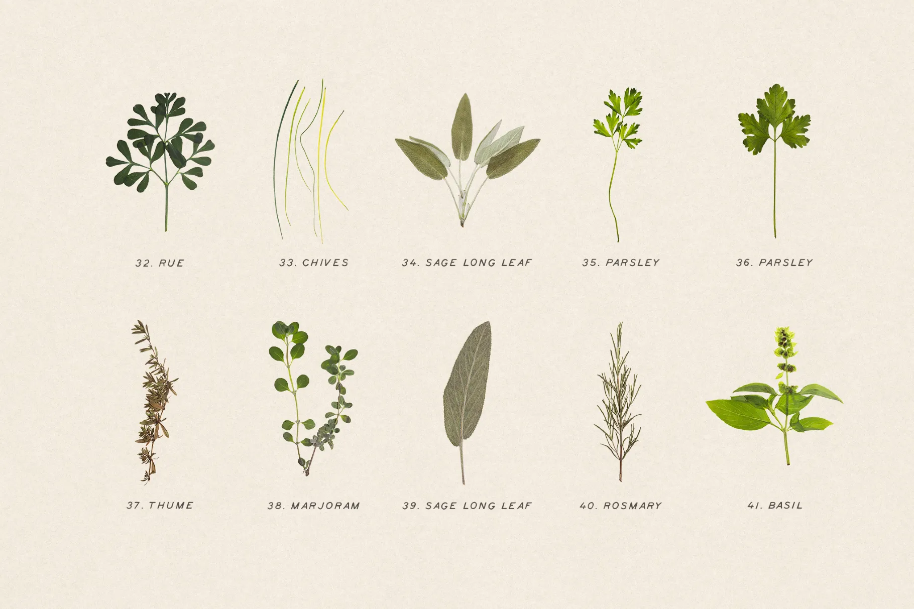 Dried Green Leaves Clipart